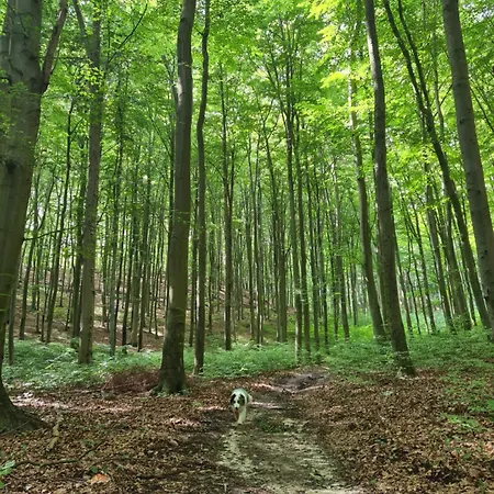 Wigwam Dom Z Basenem Na Kaszubach