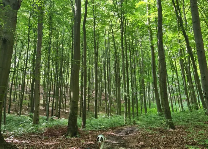 Wigwam Dom Z Basenem Na Kaszubach